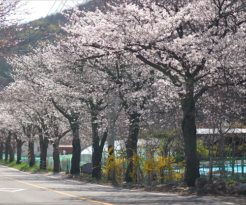 용암2리 마을 전경